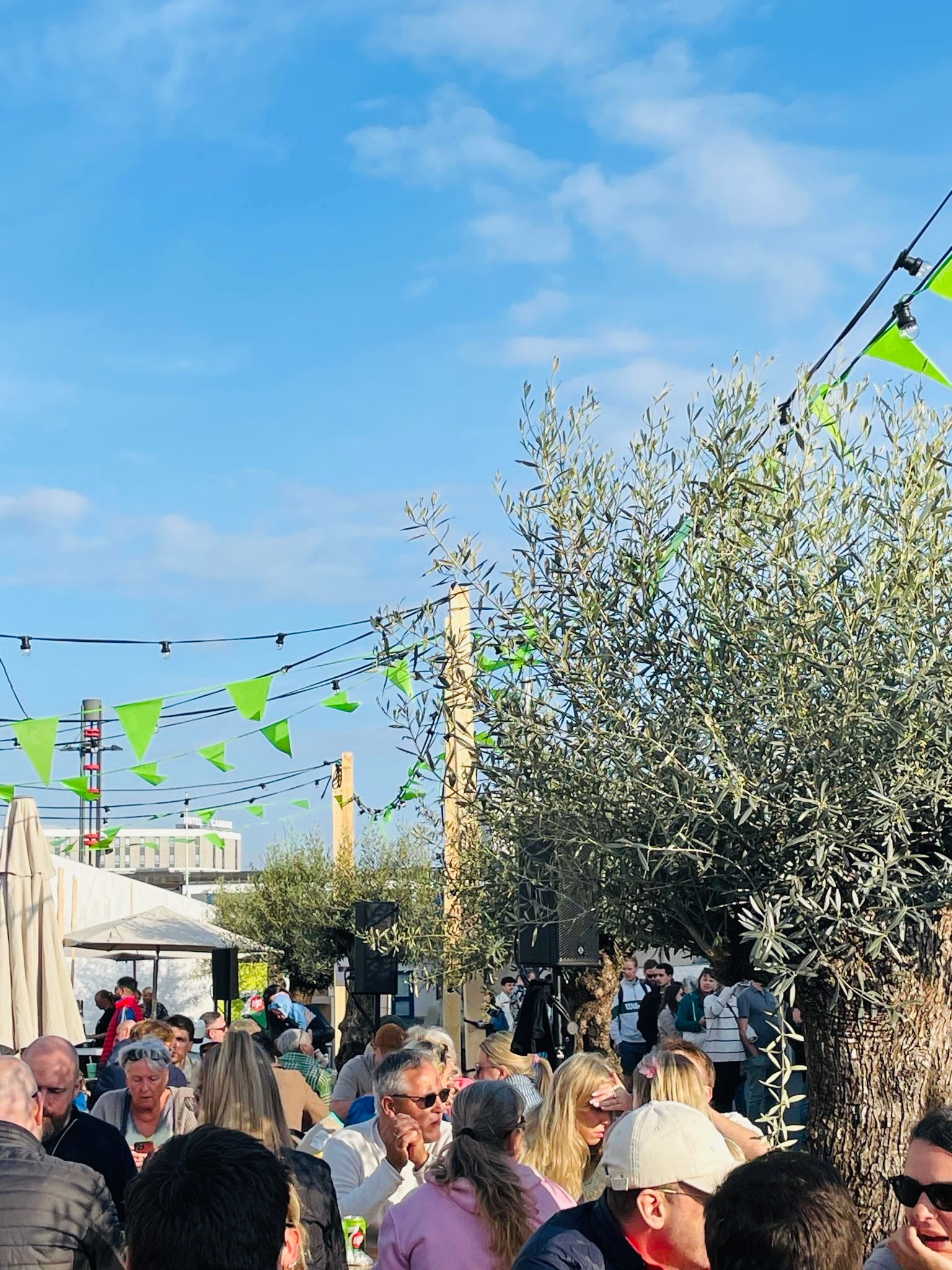 Flere oliventræer i en række, til en festival