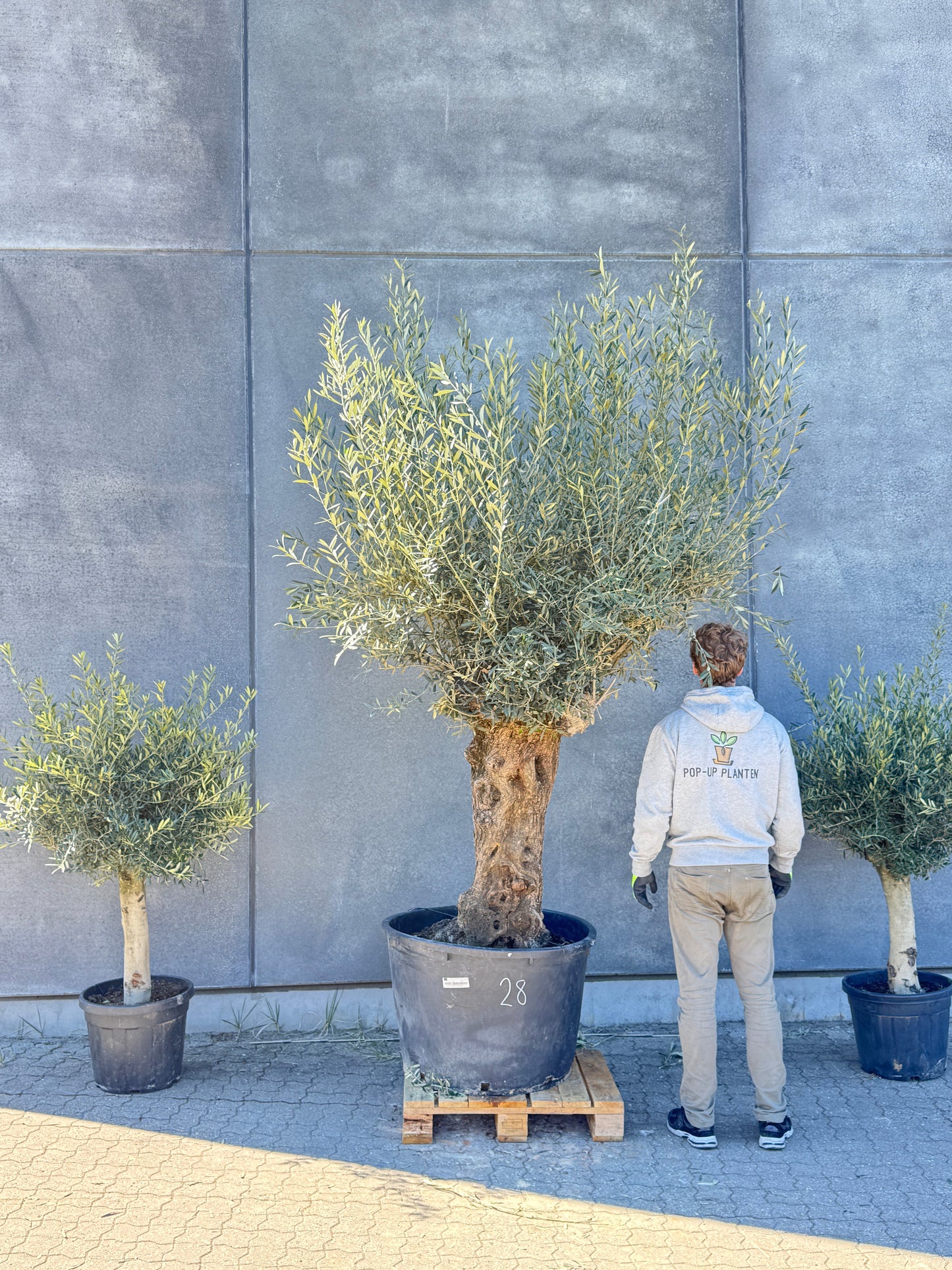Stort oliventræ forfra med nr. 28